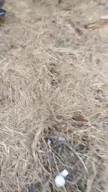 Собака ест голову оленя смотреть онлайн