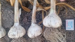 ЛОШАДИНЫЙ ЧЕСНОК РУЛИТ