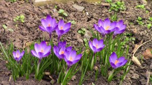 Крокусы в середине марта.