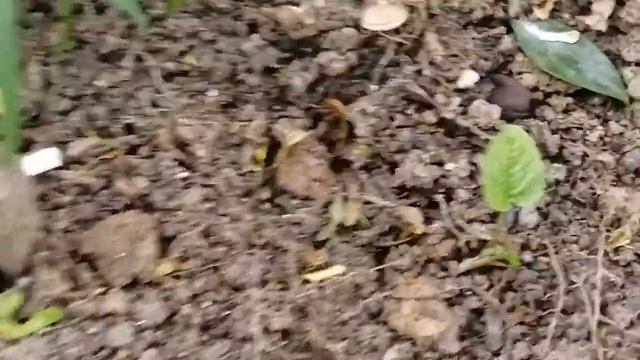 ПРОБУЮ РАЗВЕСТИ ЦВЕТЫ ПОД БАЛКОНОМ смотреть онлайн