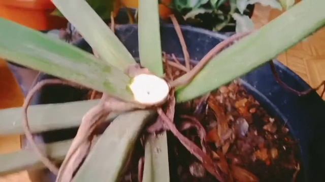 Naturehub /Multiply philadendron moonlight /propagation /watering /how to care /gardening malayalam