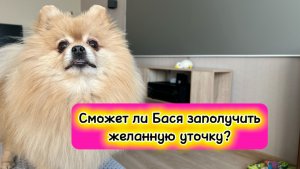 Сможет ли Бася заполучить желанную уточку!