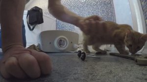 Замена арматуры ( клапана слива и клапана подачи воды ) смывного бачка унитаза!