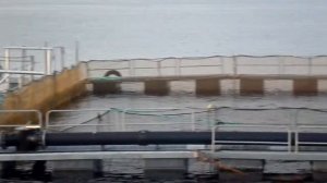 Розведення лосося в Норвегії