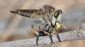 Гигантский ктырь Элита боевой авиации среди на