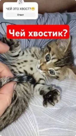 Чей хвостик? #shorts #cat #tail #love #animals