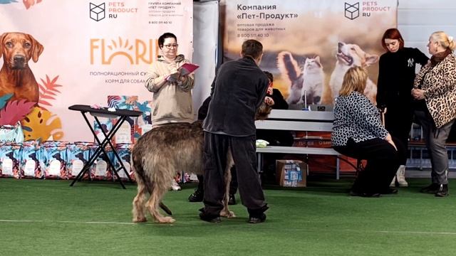Монопородная выставка породы Ирландский волкодав, СПБ РОО КЛЖ "АЛЛЕН" 15.03.2025 г.