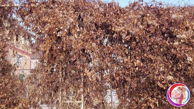 Обзор весеннего сада. Обрезаю гортензии и проветриваю розы. 15 Марта смотреть онлайн