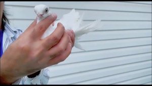 УЗБЕКСКИЕ ДВУХЧУБЫЕ КОРОТКОКЛЮВЫЕ ДЕКОРАТИВНЫЕ ГОЛУБИ. США.