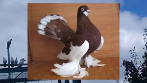 ВОЛЖСКИЙ ЛЕНТОЧНЫЙ ГОЛУБЬ/если короче говоря...