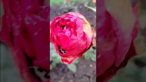 Поздние цветы.