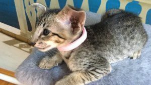 Ориентальный котенок