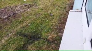 Коршун поймал голубя.