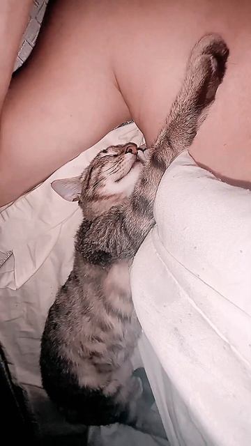 Обнимашки 💞#котенок #кошка #кошечка #любовь #отдых #сон #спокойнойночи #спасение #семья #kitten #me смотреть онлайн