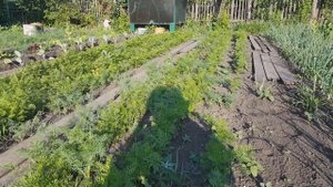 Зачем прореживать морковку