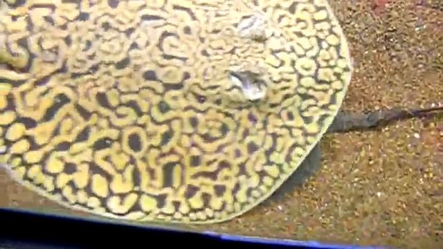 Total Eclipse of the Motoro! смотреть онлайн