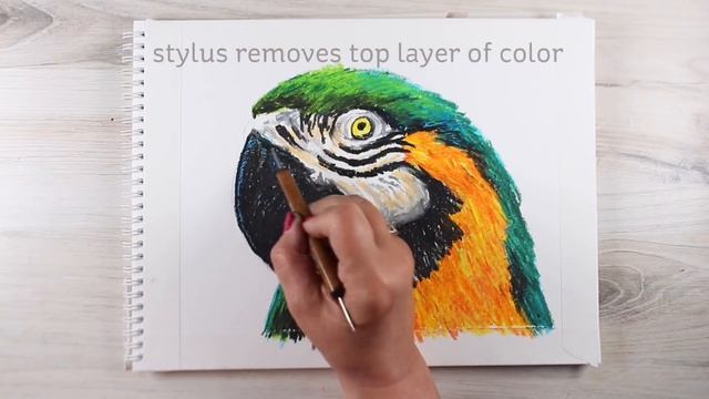 How to draw a Parrot in Oil Pastel смотреть онлайн