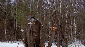 Кто попал на фотоловушки за месяц?