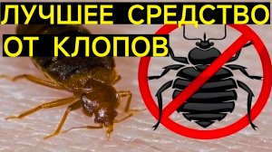 РЕАЛЬНО РАБОТАЮЩЕЕ СРЕДСТВО ОТ КЛОПОВ. МОЙ ЛИЧНЫЙ ОПЫТ ПО БОРЬБЕ С КЛОПАМИ. 0, 7.