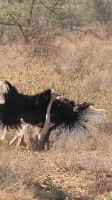 Fun Facts About Ostriches - The Biggest and Heaviest Bird in the World #shorts смотреть онлайн