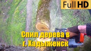 Спил дерева в городе Хадыженск Краснодарский край