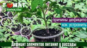 Как понять, что рассаде чего-то не хватает? Что делать, чтобы не допустить дефицита?