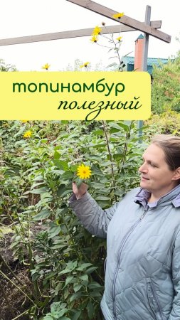 ТОПИНАМБУР - лекарственное растение