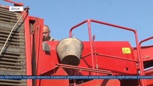 Новый картофель по имени «Бабр»