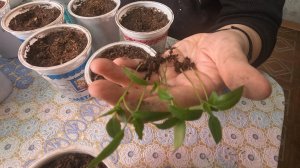 Приехала к детям в гости! Пикирую перцы с баклажанами