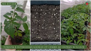 Выращивание томатов в почвенных блоках: от посева до первых всходов #томаты #рассада