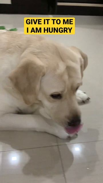 I am hungry dogs dogfood funnydogs labradorretriever dogshorts dogsofinstagram
