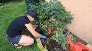 собираем вкусный урожай, разбираем батут, сажаем розы, обзор мини "цветочного рая"