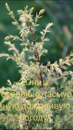 Жёлтые можжевельники в саду.