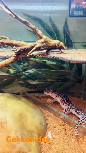 Gekkonidae геккон смотреть онлайн
