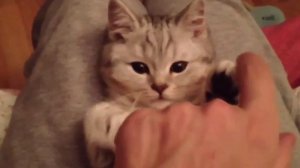 КОТЁНОК