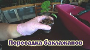 Перевалка рассады баклажанов