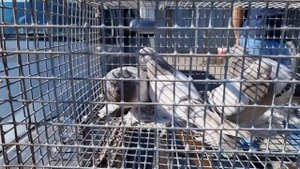 Голуби цены Птичий рынок г Прохладный-ч1