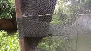 Роевня для пчел в работе. Снятие роя и посадка в улей.