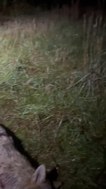 Охота на волка в 2021 году в Беларуси. Wolves hunted. #охотанаволка смотреть онлайн