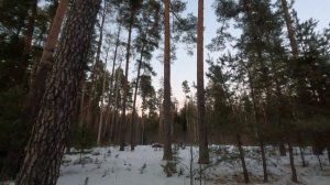 Сумерки в зимнем лесу