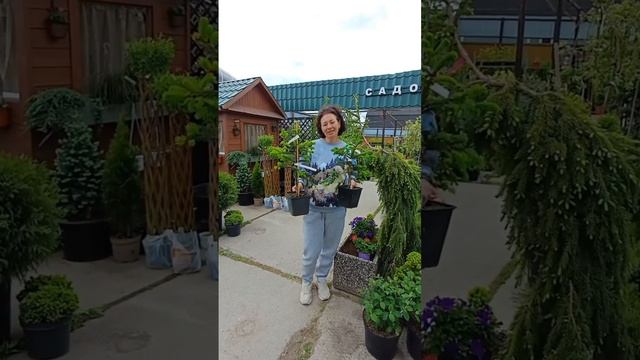 Обзор елей Глаука Глобоза,  Инверса, Фробург, Пендула Брунс, сосны горной Гниздо