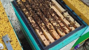 Состояние семей после зимовки 15.03.2025г. (4)