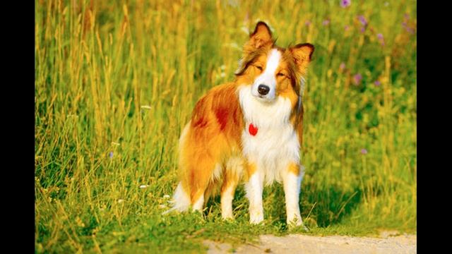 Мандрівний замок Хаула. Аудіокнига. Розділ 8-9