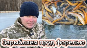 Зарыбляем пруд гидроизолированный пленкой ПВХ ЯНТАРНОЙ ФОРЕЛЬЮ 15 марта 2025 год