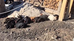 живу в деревне Мои дела деревенские/ варю картошку