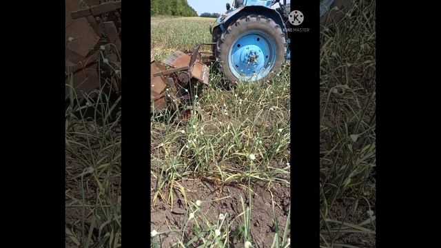 Самый быстрый и дешовый способ уборки стрелки чеснока смотреть онлайн