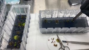 Frailea Castanea Plant tissue culture update
