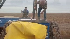 загрузка сеялки Быстрица сеем озимую Рожь сорт Саратовская 8