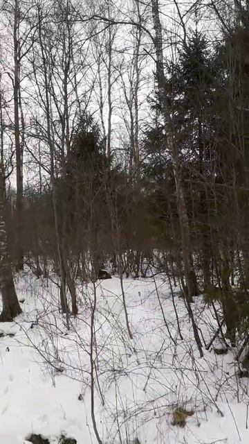 Продажа участка ИЖС в окружении леса. г.о. Солнечногорск