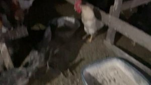 Кормлю Курей🐓🐔
